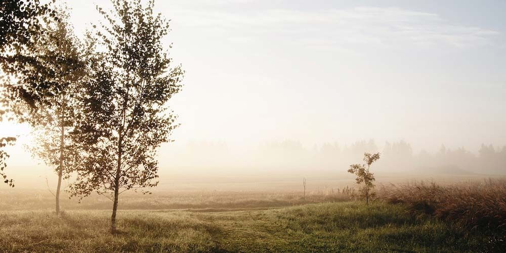 Offene Weide umnebelt von Morgentau